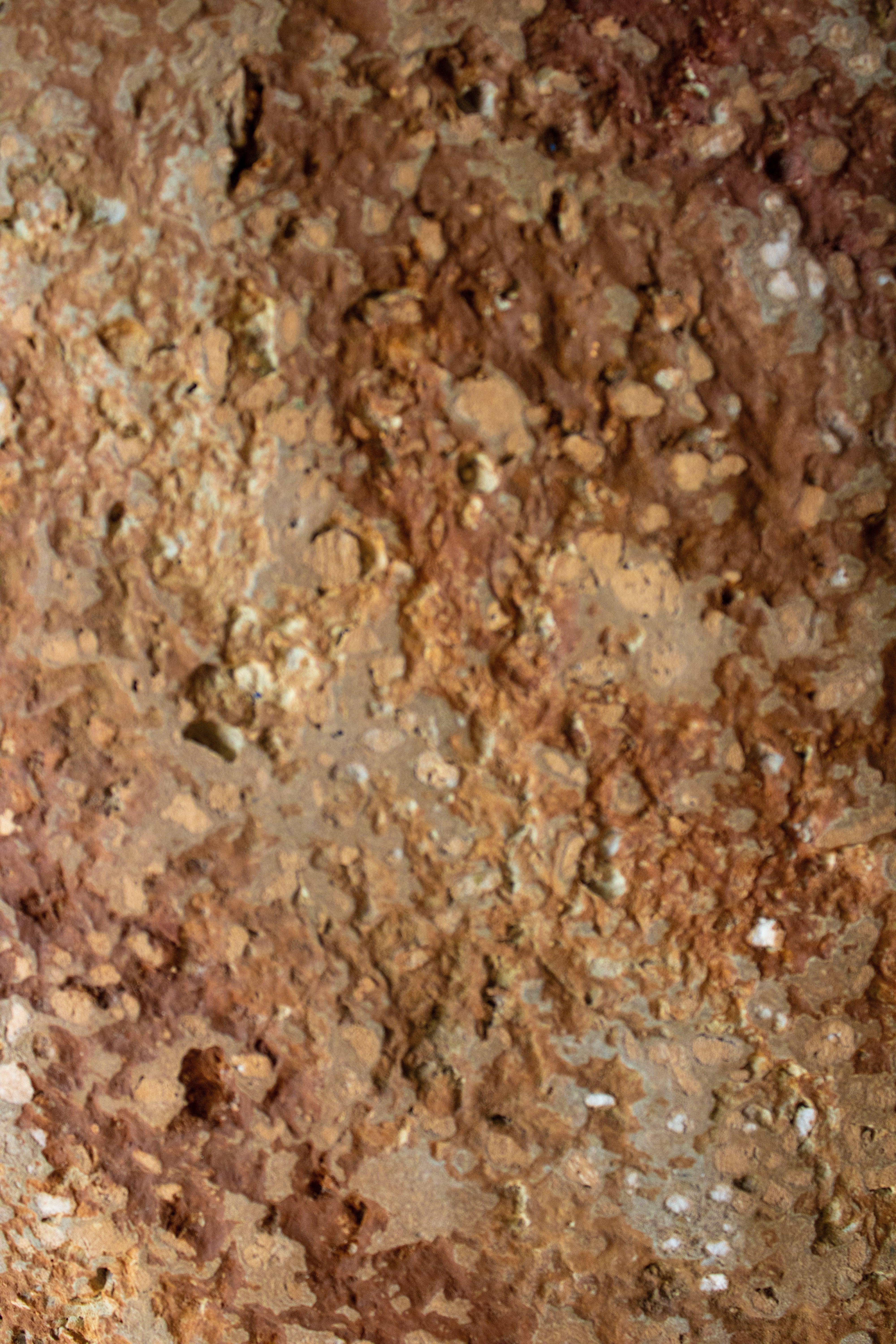 Shelle- aplica ambientala din paper mache