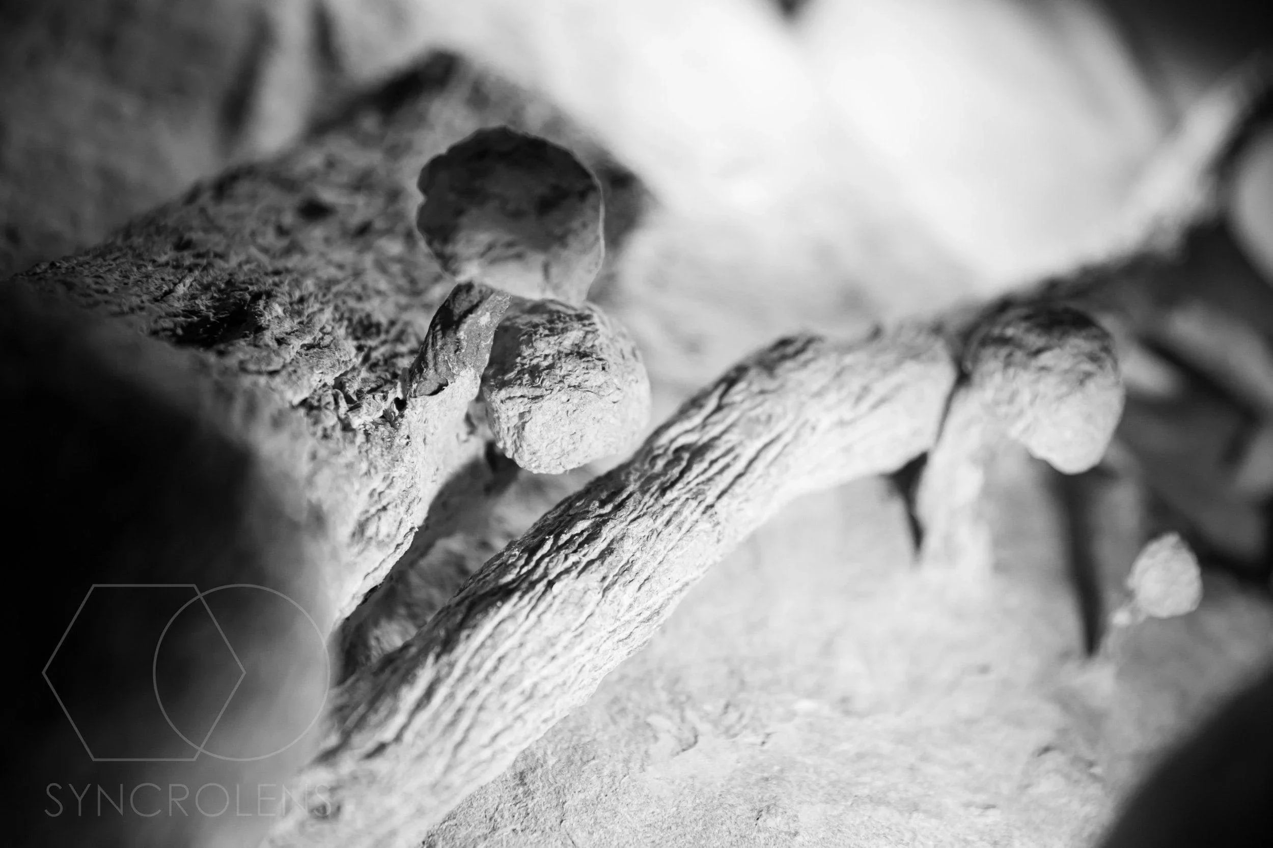 Aplică Lumini din Codru - VECHICANOU - PARIS14A.RO