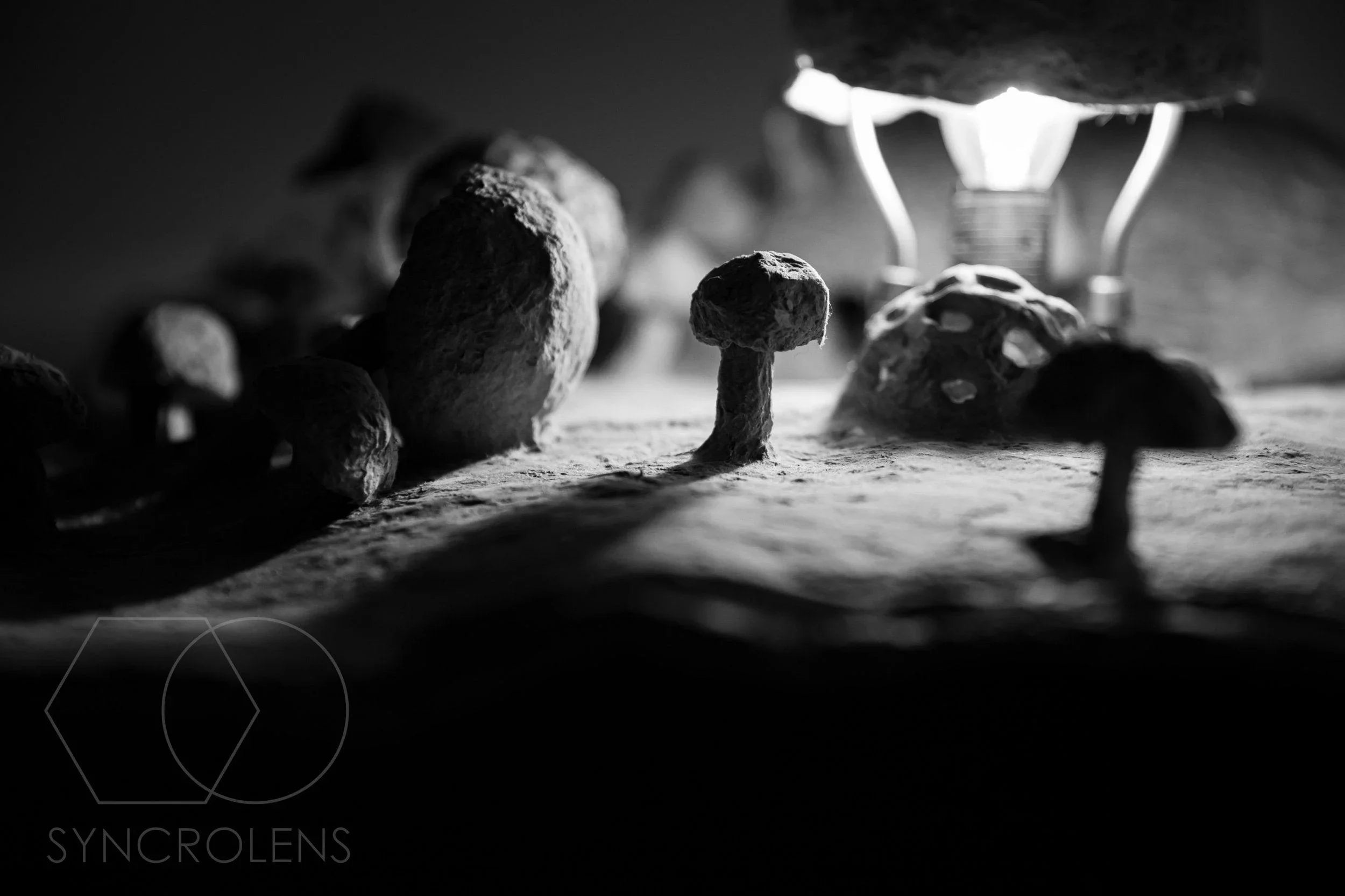 Aplică Lumini din Codru - VECHICANOU - PARIS14A.RO