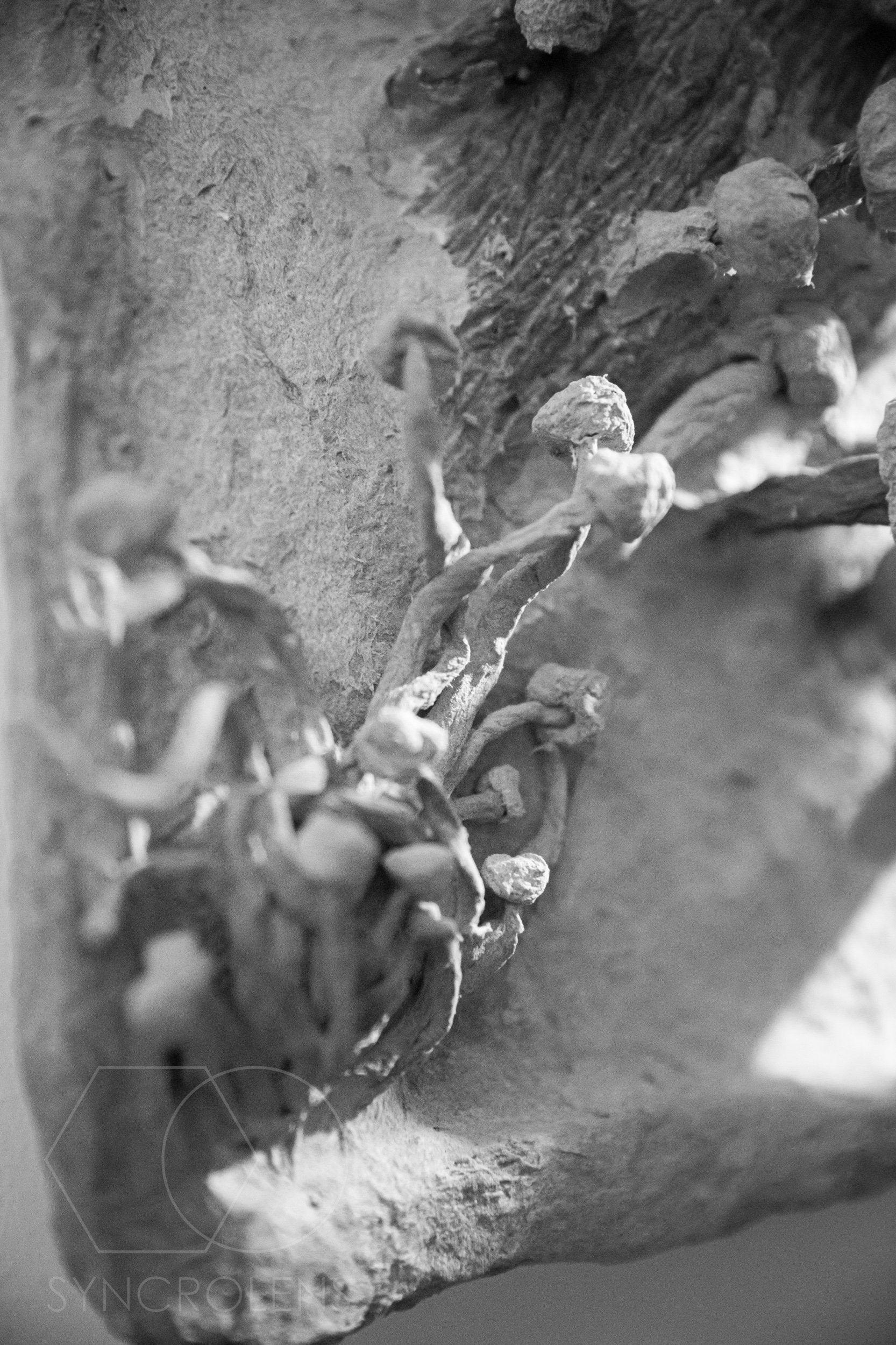 Aplică Lumini din Codru - VECHICANOU - PARIS14A.RO