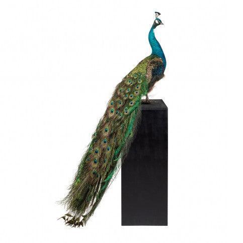 Decoratiune multicolora 170 cm Pavo Cristatus Versmissen - PARIS14A.RO