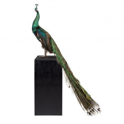 Decoratiune multicolora 178 cm Pavo Cristatus Versmissen - PARIS14A.RO