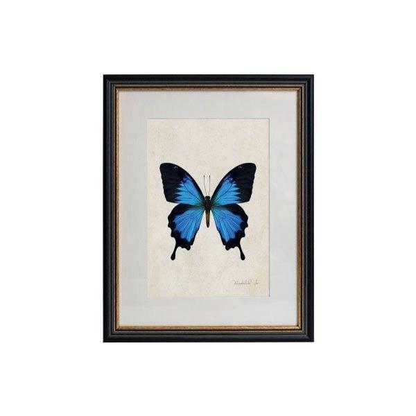 Tablou - Mountain Blue Swallowtail - 32 x 42cm - PARIS14A.RO
