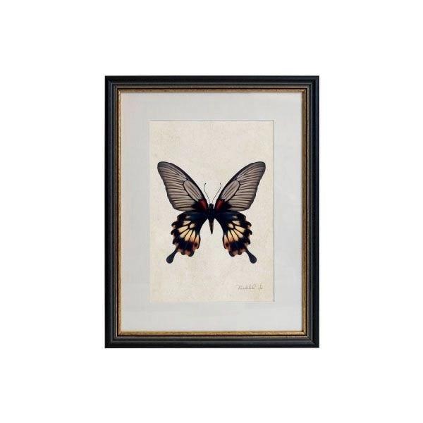 Tablou - Red-bodied Swallowtail - 32 x 42cm - PARIS14A.RO