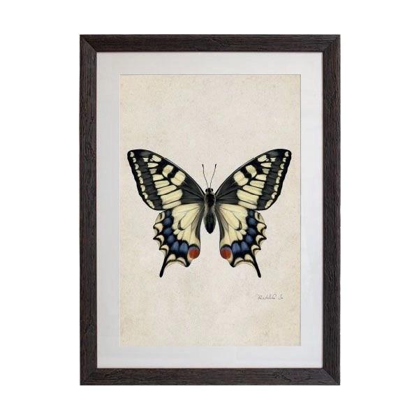 Tablou - Anise Swallowtail - 50 x 70cm - PARIS14A.RO