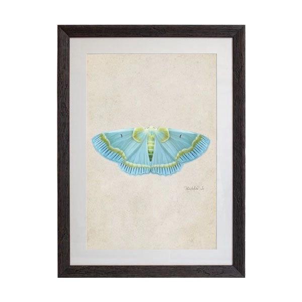 Tablou - Emperor Moth - 50 x 70cm - PARIS14A.RO