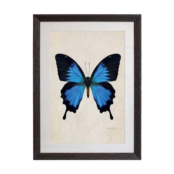 Tablou - Mountain Blue Swallowtail - 50 x 70cm - PARIS14A.RO
