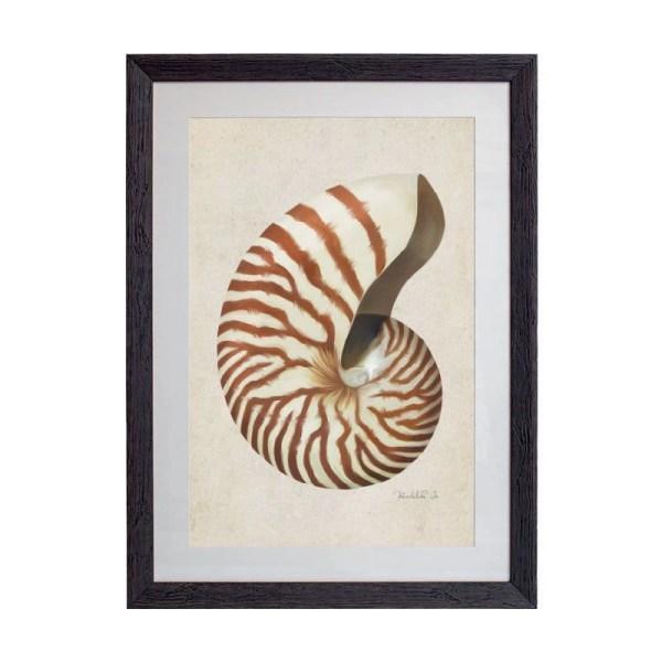 Tablou - Nautilus Pompilius Shell - 50 x 70cm - PARIS14A.RO