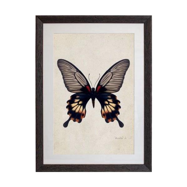 Tablou - Red-bodied Swallowtail - 50 x 70cm - PARIS14A.RO
