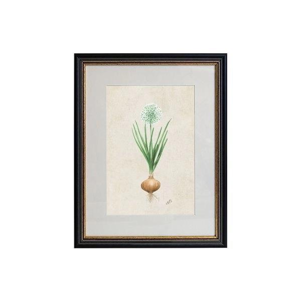 Tablou - Allium Cepa - PARIS14A.RO