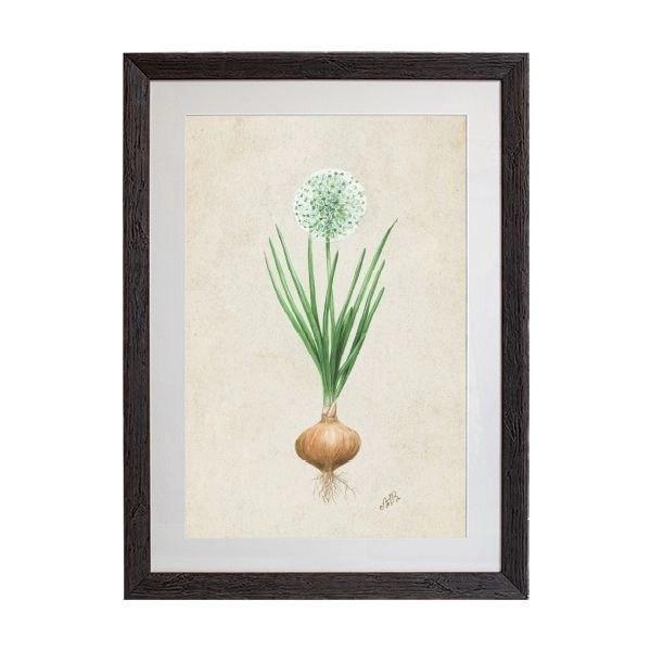 Tablou - Allium Cepa - 50 x 70cm - PARIS14A.RO