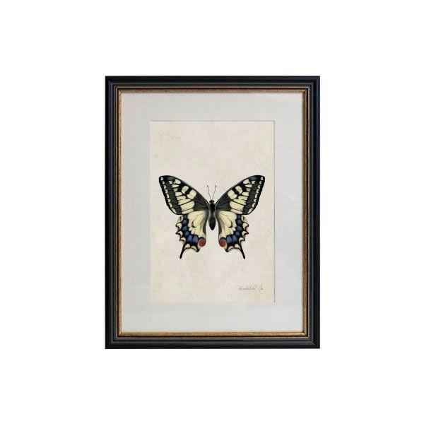 Tablou - Anise Swallowtail - 32 x 42cm - PARIS14A.RO